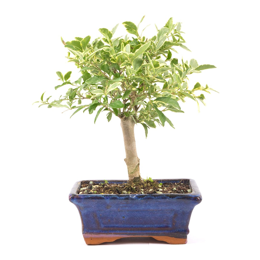 Ovalblättriger Liguster Buntblättrig ‚Ligustrum ovalifolium variegatum‘